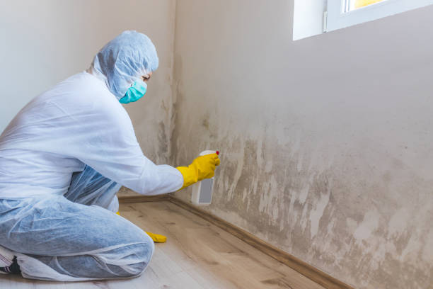 Licensed Basement Mold Removal service in Seminole, TX - WQB Mold Removal
